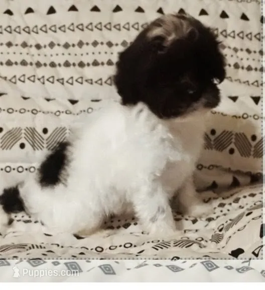 Everest  – Maltipoo puppy for sale in Salisbury, NC