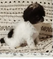 Everest , a male Maltipoo for sale in Salisbury, NC – 1 of 4