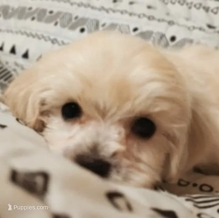 Vienna  – Maltipoo puppy for sale in Salisbury, NC