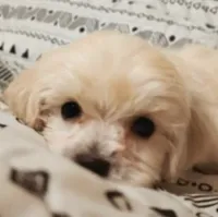 Vienna , a male Maltipoo for sale in Salisbury, NC – 1 of 8