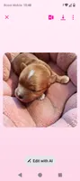 Coconut , a female Cavapoo for sale in Salisbury, NC – 2 of 3