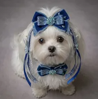 Bluey, a male Maltese for sale in Salisbury, NC – 2 of 2