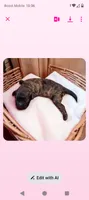 Luna, a female Cavapoo for sale in Salisbury, NC – 3 of 5