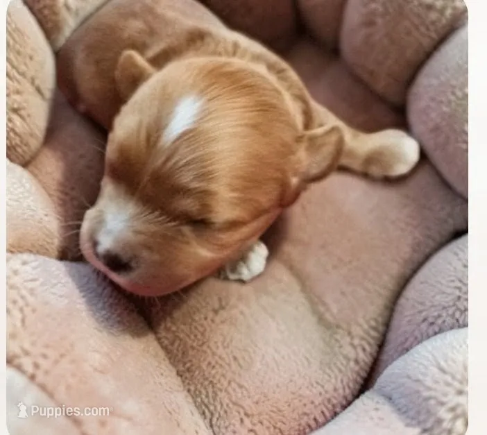 Coconut  – Cavapoo puppy for sale in Salisbury, NC