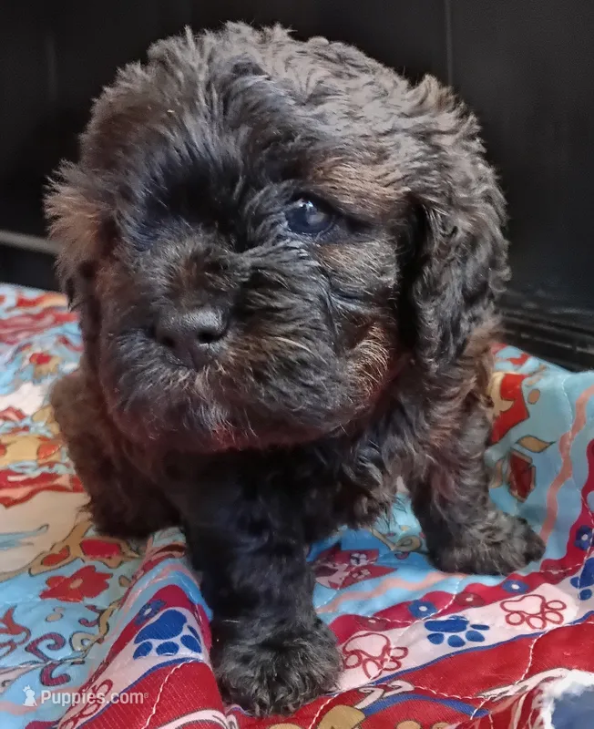 Luna – Cavapoo puppy for sale in Salisbury, NC