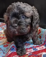 Luna, a female Cavapoo for sale in Salisbury, NC – 1 of 6