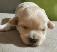 Vienna , a female Maltipoo for sale in Salisbury, NC – 4 of 5
