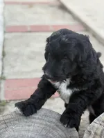 Yellow, a female Labradoodle and Bernedoodle for sale in San Fernando, CA – Photo 5 of 10