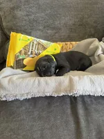 Yellow, a female Labradoodle and Bernedoodle for sale in San Fernando, CA – Photo 9 of 10