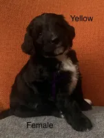 Yellow, a female Labradoodle and Bernedoodle for sale in San Fernando, CA – Photo 4 of 10