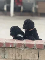 Yellow, a female Labradoodle and Bernedoodle for sale in San Fernando, CA – Photo 7 of 10