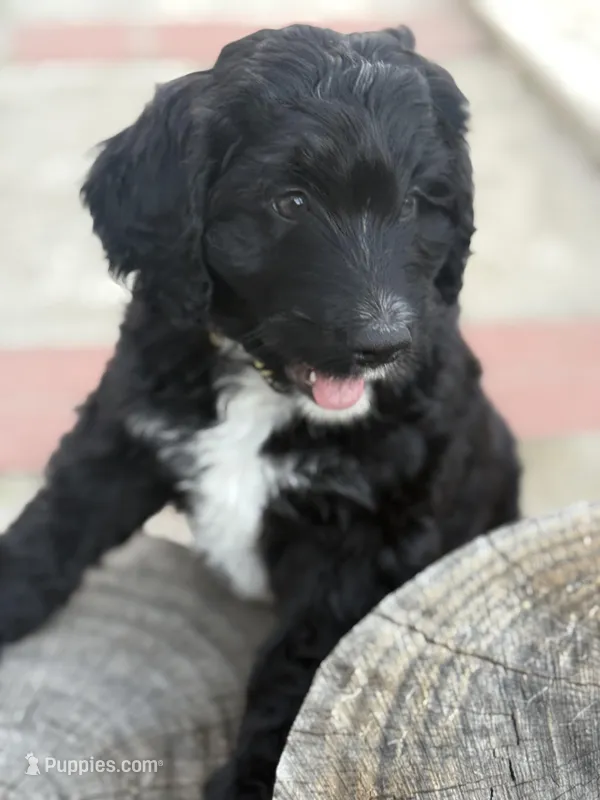 Yellow – Labradoodle, Bernedoodle puppy for sale in San Fernando, CA