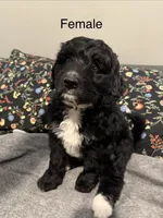 Yellow, a female Labradoodle and Bernedoodle for sale in San Fernando, CA – Photo 2 of 10