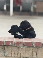 Yellow, a female Labradoodle and Bernedoodle for sale in San Fernando, CA – Photo 6 of 10