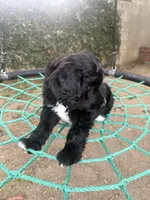 Yellow, a female Labradoodle and Bernedoodle for sale in San Fernando, CA – Photo 10 of 10