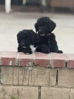 Orange , a male Labradoodle and Bernedoodle for sale in San Fernando, CA – Photo 10 of 10