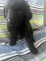 Orange , a male Labradoodle and Bernedoodle for sale in San Fernando, CA – Photo 7 of 10