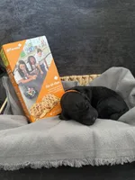 Orange , a male Labradoodle and Bernedoodle for sale in San Fernando, CA – Photo 8 of 10