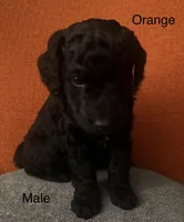 Orange , a male Labradoodle and Bernedoodle for sale in San Fernando, CA – Photo 2 of 10