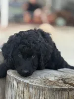 Orange , a male Labradoodle and Bernedoodle for sale in San Fernando, CA – Photo 3 of 10