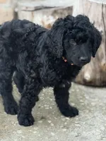 Orange , a male Labradoodle and Bernedoodle for sale in San Fernando, CA – Photo 5 of 10