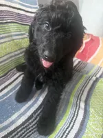 Orange , a male Labradoodle and Bernedoodle for sale in San Fernando, CA – Photo 6 of 10