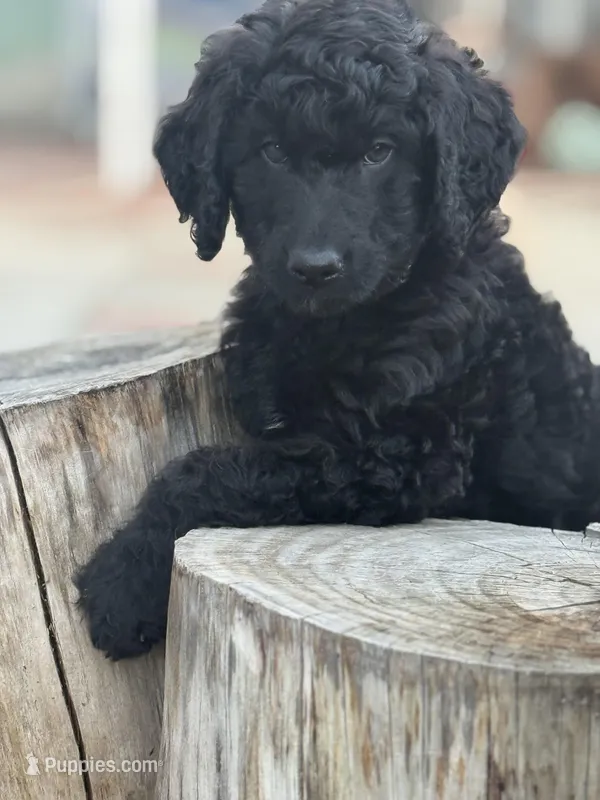 Orange  – Labradoodle, Bernedoodle puppy for sale in San Fernando, CA