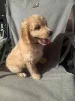 Blue , a female Labradoodle and Bernedoodle for sale in San Fernando, CA – Photo 5 of 10