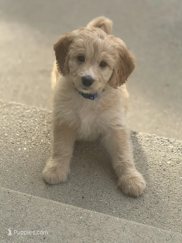 Blue  – Labradoodle, Bernedoodle puppy for sale in San Fernando, CA