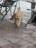 Blue , a female Labradoodle and Bernedoodle for sale in San Fernando, CA – Photo 8 of 10