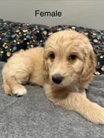 Blue , a female Labradoodle and Bernedoodle for sale in San Fernando, CA – Photo 2 of 10