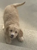 Blue , a female Labradoodle and Bernedoodle for sale in San Fernando, CA – Photo 3 of 10