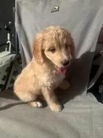 Blue , a female Labradoodle and Bernedoodle for sale in San Fernando, CA – Photo 6 of 10