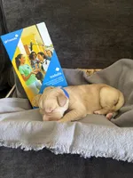 Blue , a female Labradoodle and Bernedoodle for sale in San Fernando, CA – Photo 10 of 10