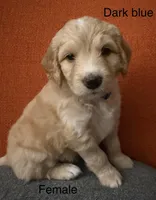 Blue , a female Labradoodle and Bernedoodle for sale in San Fernando, CA – Photo 7 of 10