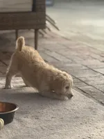 Blue , a female Labradoodle and Bernedoodle for sale in San Fernando, CA – Photo 4 of 10