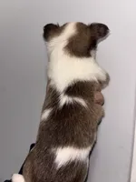 Spotted male, a male Chihuahua for sale in Valdosta, GA – Photo 1 of 2