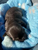 Little Boy, a male Chihuahua for sale in Valdosta, GA – Photo 1 of 2