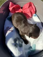 Little Girl, a female Chihuahua for sale in Valdosta, GA – Photo 2 of 2