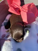 Little Girl, a female Chihuahua for sale in Valdosta, GA – Photo 1 of 2