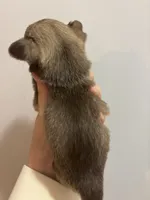 Brown Male #2, a male Chihuahua for sale in Valdosta, GA – Photo 2 of 2