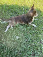 Coffee, a male Chihuahua for sale in Valdosta, GA – Photo 2 of 4