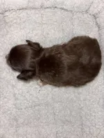 Little Girl, a female Chihuahua for sale in Valdosta, GA – Photo 4 of 4