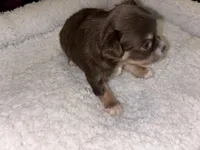 Little Girl, a female Chihuahua for sale in Valdosta, GA – Photo 3 of 4