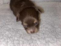 Little Girl, a female Chihuahua for sale in Valdosta, GA – Photo 1 of 4