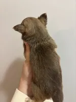 Brown male #1, a male Chihuahua for sale in Valdosta, GA – Photo 2 of 2