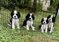 George, a male Cocker Spaniel and Cavalier King Charles Spaniel for sale in New Castle, IN – 2 of 9