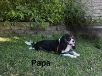 Lenny, a male Cocker Spaniel and Cavalier King Charles Spaniel for sale in New Castle, IN – 7 of 7