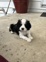 George, a male Cocker Spaniel and Cavalier King Charles Spaniel for sale in New Castle, IN – 3 of 9