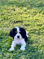Lenny, a male Cocker Spaniel and Cavalier King Charles Spaniel for sale in New Castle, IN – 1 of 7